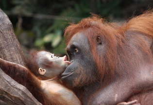Borneo, orangutans