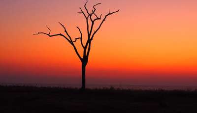 tree_400_230