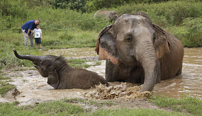 Anantara Golden Triangle Elephant Camp & Resort, Thailand