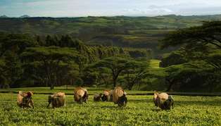 Highlands, Thyolo & Tea Plantations
