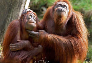Wildlife Adventure to Indonesia