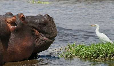 Lake Manyara Hippos