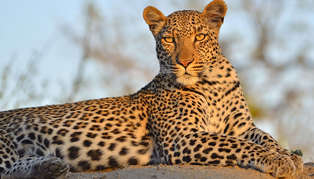 Wildlife, South Africa