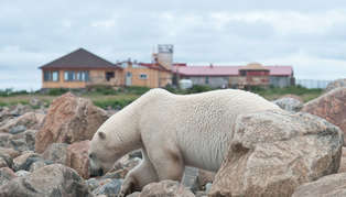 Seal River Heritage Lodge, Canada, lodge and polar bear, by Dennis Fast