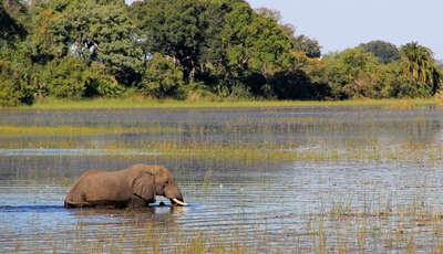 elephant-okavango_400_230