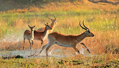 Okavango Delta's Private Game Reserves